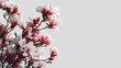 © buraratn - Delicate pink and white magnolia flowers on a slender branch against a light gray background in springtime beauty showcasing nature's elegance