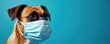 © Pete - Brown boxer dog wears blue medical face mask against turquoise background. Pet looks concerned protecting from illness. Animal portrait suggests safety, health precautions during epidemic.