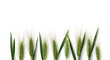 © MRSJAHANARA - Row of young green wheat ears with leaves isolated on white background