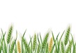 © MRSJAHANARA - Green and yellow wheat ears border isolated on white background, representing agriculture and harvest