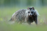 Jenot (Nyctereutes) raccoon dog