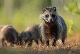Jenot (Nyctereutes) raccoon dog