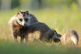 Jenot (Nyctereutes) raccoon dog
