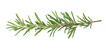 © iPNG - Aromatic rosemary sprig isolated on transparent background, showcasing its needlelike leaves and woody stem, perfect for culinary and herbal applications