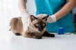 © Charlie's - Vet surgeon. Siamese Cat on examination table of veterinarian clinic. Veterinary care. Vet doctor and Siamese cat