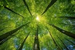© Donna - upward view of tall forest trees with vibrant green canopy and sunlight streaming through, evoking calm and wonder