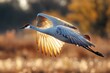 © letter - backlit crane in graceful flight over a golden marsh at sunset, wings illuminated and serene elegant mood