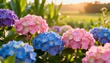 Golden hour sunlight illuminates vibrant hydrangea blooms in a garden landscape, evoking a sense of tranquility and natural beauty for decorative and lifestyle purposes.
