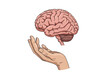 © Tawhidbd - Human hand gently holding human brain icon isolated on transparent background