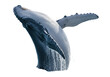 © Nolan - Humpback whale breaching isolated on transparent PNG, majestic marine mammal jumping out of the water for wildlife and conservation themes