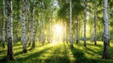 Sun shining through a beautiful forest of birch tree in springtime. Nature background with green grass for environmental concept.