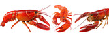 Three cooked, vibrant red crustaceans, side view, claws extended, on black background