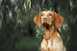 © otsphoto - beautiful young vizsla dog portrait outdoors