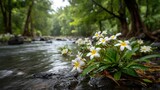 White and yellow frangipani flowers by clear tropical forest stream with green mossy rocks serene spa nature background for relaxation and wellness concepts