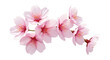 © MdTuhinul - Beautiful cherry blossom flowers spring background sakura floral bloom nature photography pink petals isolated on transparent background