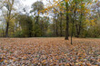 © rsooll - tall old maples and a large number of fallen leaves , cloudy dreary weather at the end of October in the park