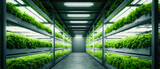 Indoor vertical farm with rows of leafy greens under artificial lights in a controlled environment