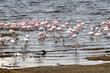© Joao Vieira - Lesser flamingos and wading birds congregate in the shallow waters of Lake Nakuru National Park Kenya