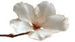 © Jaynal - Delicate white flower isolated on transparent background, showcasing beauty and purity in a single bloom