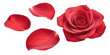 © Dipok - Red Rose Petals Isolated on White Background PNG