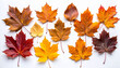 © theshooter - Hojas de arboles otoñales variadas, en composición ordenada sobre fondo blanco, mostrando colores cálidos y texturas naturales. Imagen o recurso para decoración estacional, diseño gráfico o collage
