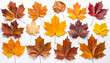© theshooter - Hojas de arboles otoñales variadas, en composición ordenada sobre fondo blanco, mostrando colores cálidos y texturas naturales. Imagen o recurso para decoración estacional, diseño gráfico o collage