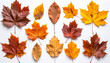 © theshooter - Hojas de arboles otoñales variadas, en composición ordenada sobre fondo blanco, mostrando colores cálidos y texturas naturales. Imagen o recurso para decoración estacional, diseño gráfico o collage