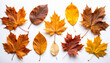 © theshooter - Hojas de arboles otoñales variadas, en composición ordenada sobre fondo blanco, mostrando colores cálidos y texturas naturales. Imagen o recurso para decoración estacional, diseño gráfico o collage