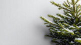 Close-up of Snow-Covered Pine Branches on a Light Gray Background