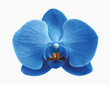 © Minty Focus - A vibrant blue orchid flower displayed in full bloom on a clean white background. Detailed veining, soft texture, and rich color tones highlight the beauty and elegance of this exotic floral vector.