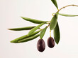 © MACO - Still life of olives on a branch