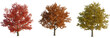 © Peter Hai - Quercus rubra tree, front view, cutout, transparent background, isolate, Vibrant autumn trees in stunning seasonal colors for landscaping design