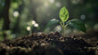 © Ky - Close-up of a young green sprout emerging from forest