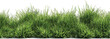 © appl - Contour of tall coniferous trees, set of beautiful Bushes and Shrubs Vector Set – Realistic Green Plants and Grass Isolated for Landscape Design Illustration on transparent background