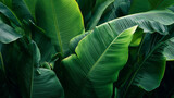 green banana leaf texture background