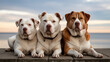 © watz - Three powerful dogs two white and one brown and white pose together outdoors with a serene sky backdrop.