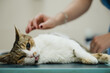 © Gonzalo Infiesta - Sick cat lying on examination table receiving veterinary care