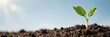 © OlgaNeuroArt - A small green plant sprout growing from the soil in bright sunlight. New life, ecology, and business growth concept. Panoramic banner with copy space for text