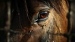 © Aisha - Horse head close-up resting on fence