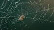 © Akanei - arachnid. A spider navigating its intricate dew-covered web against a blurred green background. wildlife magazines, conservation campaigns, designed for wildlife conservation campaigns.