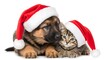 © Shuvojit11 - Cute german shepherd puppy and kitten wearing santa hat together isolated on white background