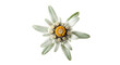 © Marsyudi - A single, beautiful Edelweiss flower (Leontopodium nivale) in full bloom, isolated on a pure white background.