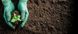 © Taras Vykhopen - Hands in green gloves planting a small seedling into rich brown soil in warm daylight