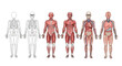 © Bertram - A detailed anatomical illustration series of the human body showing progression from outline to skeleton muscular system and finally internal organs.