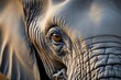 © jessy parker - A detailed macro portrait of a majestic elephant, focusing on the soulful amber eye and the intricate texture of its wrinkled grey skin