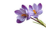 Close-up of two lavender crocus blossoms,  set against a black background.  Soft focus, showing delicate petals and stamens