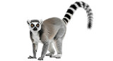 An alert ring tailed lemur strikes a pose in the inky darkness tail up as if asking a question on transparent background