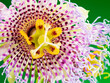 © MACO - Studio image of a blooming Passion Flower (Passiflora cerulean).