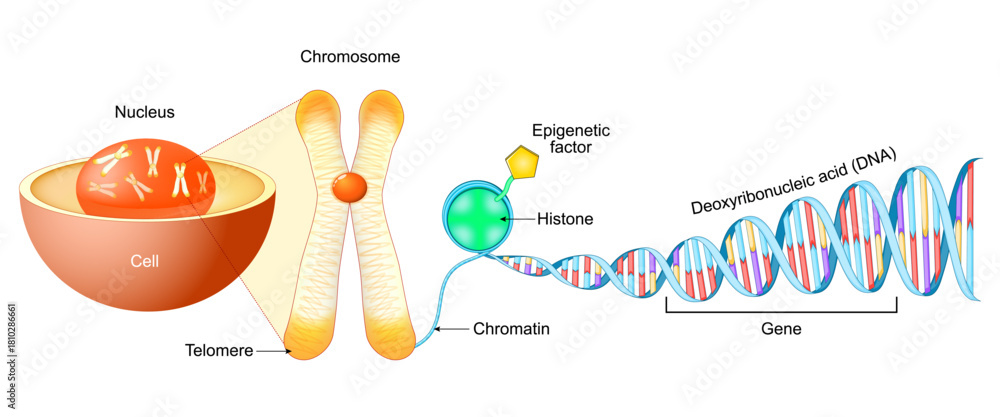 Cell Structure. Gene, DNA and Chromosome Stock Vector | Adobe Stock