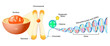 © designua - Cell Structure. Gene, DNA and Chromosome